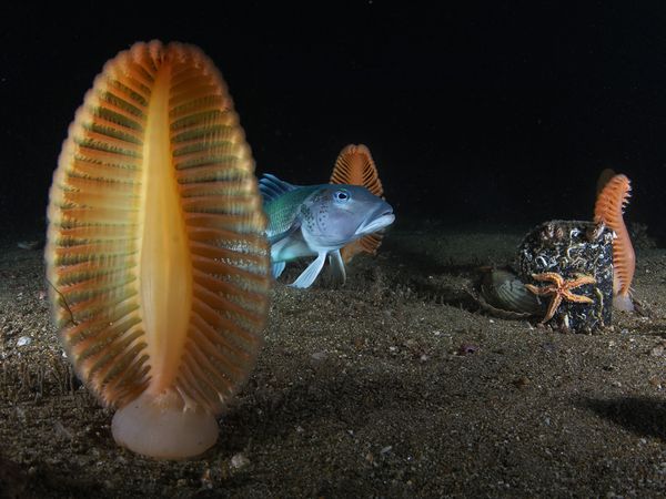 Sea Pens Η χαρά του φακού είναι τα θαλάσσια αυτά πλάσματα που μοιάζουν με φτερά, ή αλλιως με θαλάσσια στυλό.