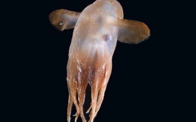 Dumbo Octopus Το μαλάκιο αυτό έχει ένα θέμα που θα ζόριζε και τον καλύτερο πλαστικό χειρούργο! Τα μεγάλα του αυτιά το κάνουν να φαίνεται σαν το γνωστό καρτούν, έτσι πήρε και το όνομά του. Τα πτερύγιά του που προεξέχουν και φτάνουν σε μήκος τα 20 εκατοστά, βοηθούν το χταπόδι να κινείται και να οδηγεί το σώμα του. 