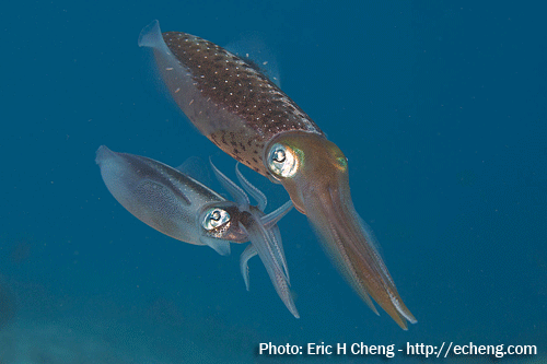soupiokalamaro-bigfinsquid