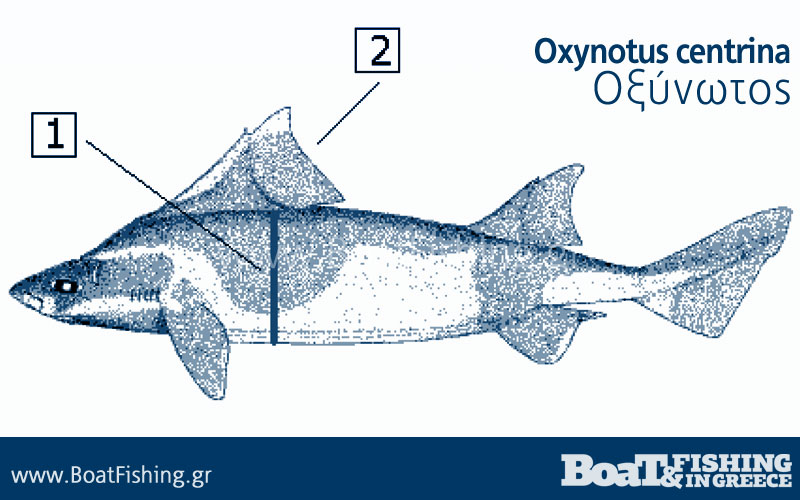 Καρχαρίες στην Ελλάδα - Οξύνωτος Oxynotus centrina