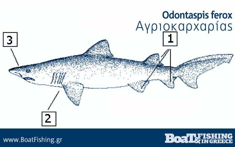 Καρχαρίες στην Ελλάδα - Αγριοκαρχαρίας Odontaspis ferox