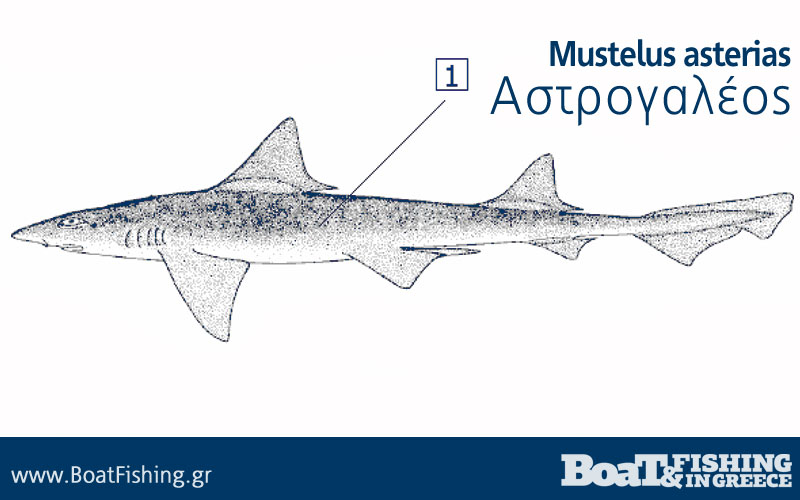 astrogaleos-Mustelus-asterias