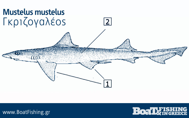 Καρχαρίες στην Ελλάδα - Γκριζογαλέος Mustelus mustelus