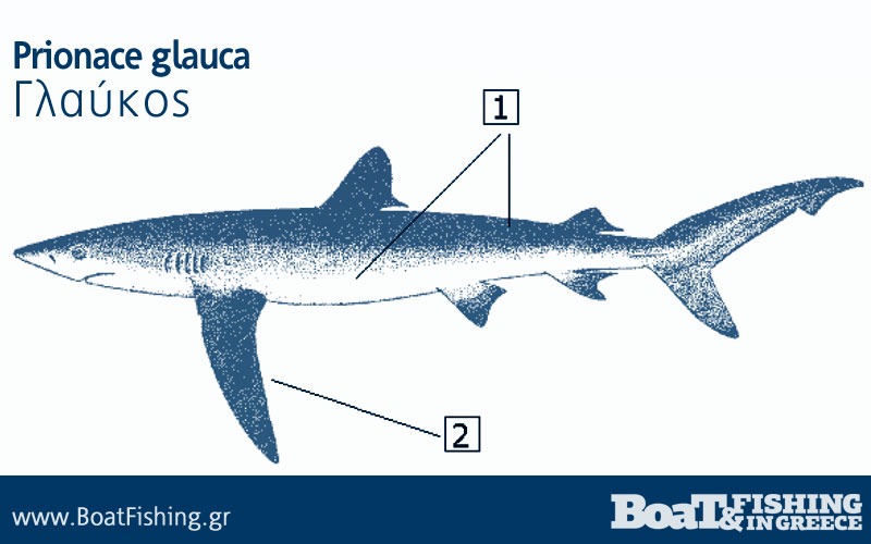 Καρχαρίες στην Ελλάδα - Γλαύκος Prionace glauca