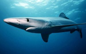 μπλε καρχαρίας - καρχαρίες στην ελλάδα