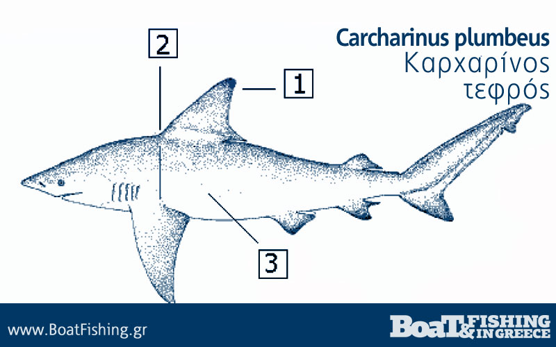 Καρχαρίες στην Ελλάδα - Καρχαρίνος Τεφρός Carcharinus plumbeus
