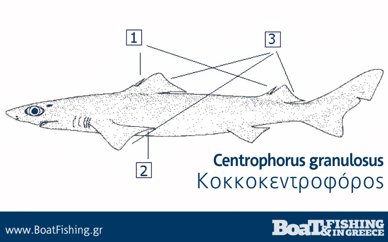 Καρχαρίες στην Ελλάδα - Κοκκοκεντροφόρος Centrophorus granulosus