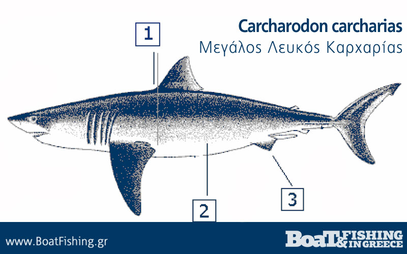 Καρχαρίες στην Ελλάδα - Μεγάλος Λευκός Καρχαρίας Carcharodon carcharias
