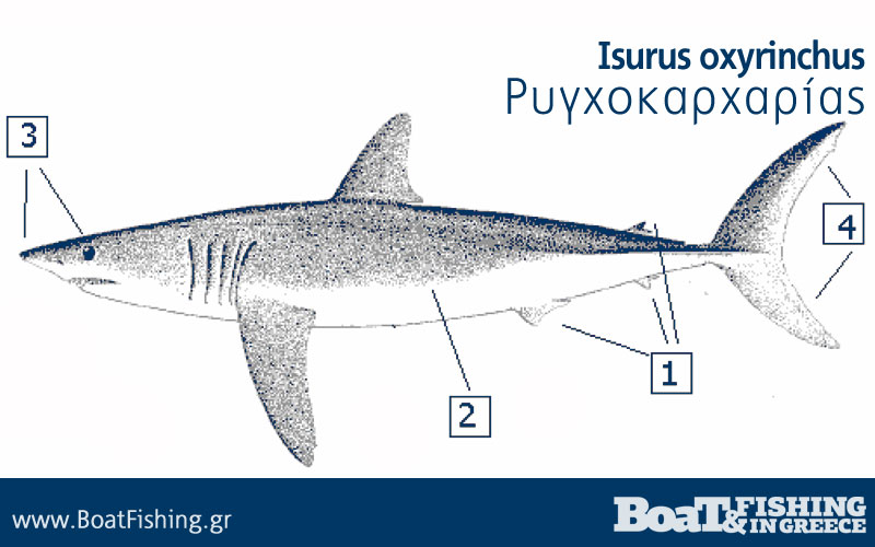 Καρχαρίες στην Ελλάδα - Ρυγχοκαρχαρίας Isurus oxyrinchus