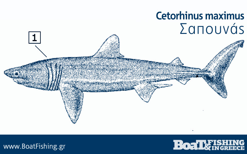 Καρχαρίες στην Ελλάδα - Σαπουνάς Cetorhinus maximus