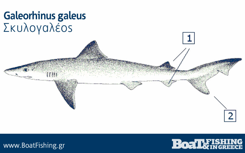 Καρχαρίες στην Ελλάδα - Σκυλογαλέος Galeorhinus galeus