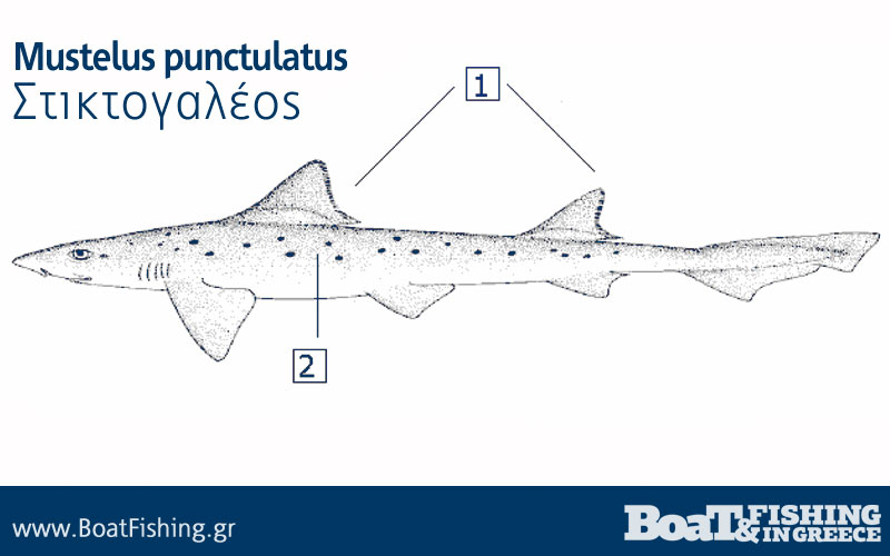 Καρχαρίες στην Ελλάδα - στικτογαλέος Mustelus punctulatus