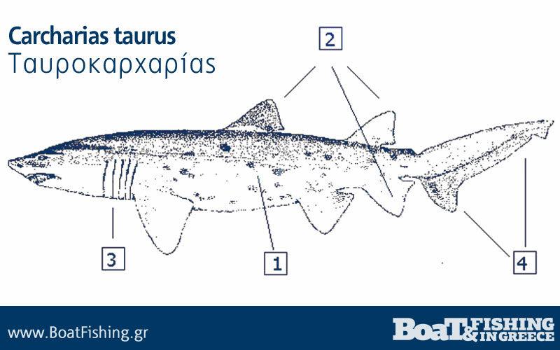 Καρχαρίες στην Ελλάδα - Ταυροκαρχαρίας Carcharias taurus