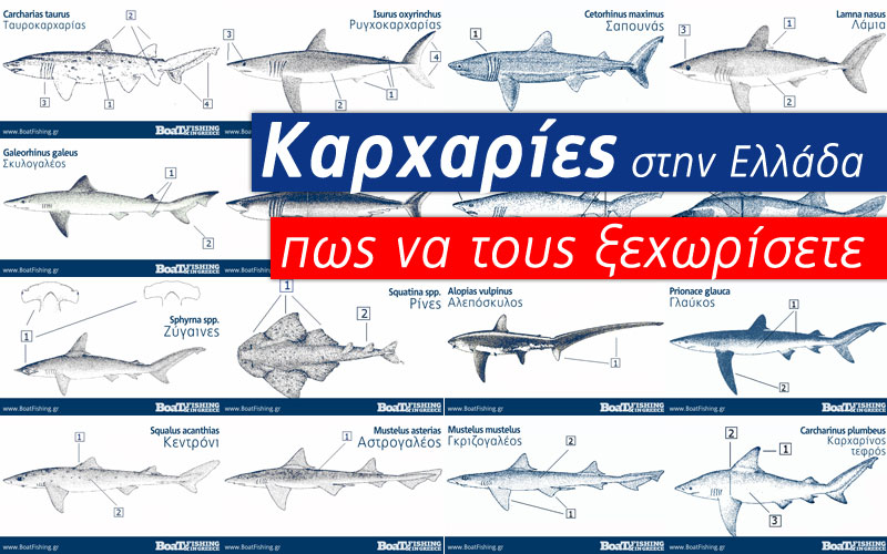 Καρχαρίες στην Ελλάδα - Sharks in Greece