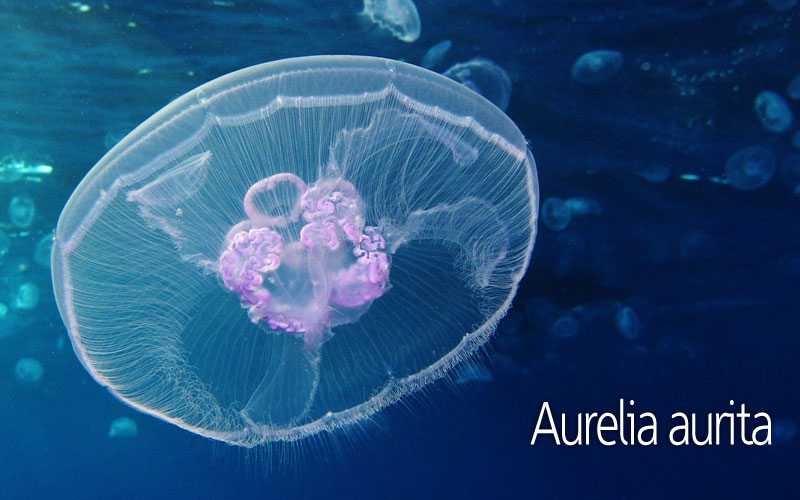 Μέδουσα Aurelia aurita | Μέδουσες και τσούχτρες