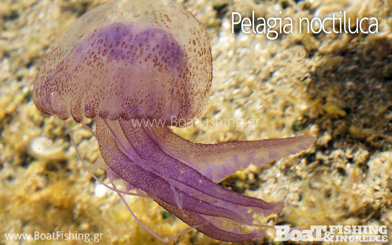 Τσούχτρα Pelagia noctiluca | Μέδουσες και τσούχτρες