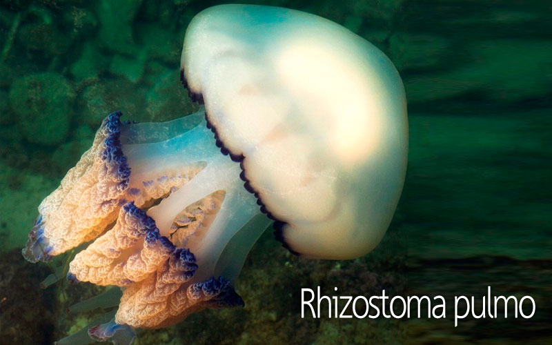 Μέδουσα Rhizostoma pulmo | Μέδουσες και τσούχτρες