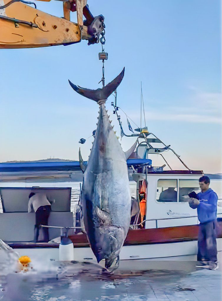 Psari rekor ston Astako psarepsan tono bluefin varous 485 kilon