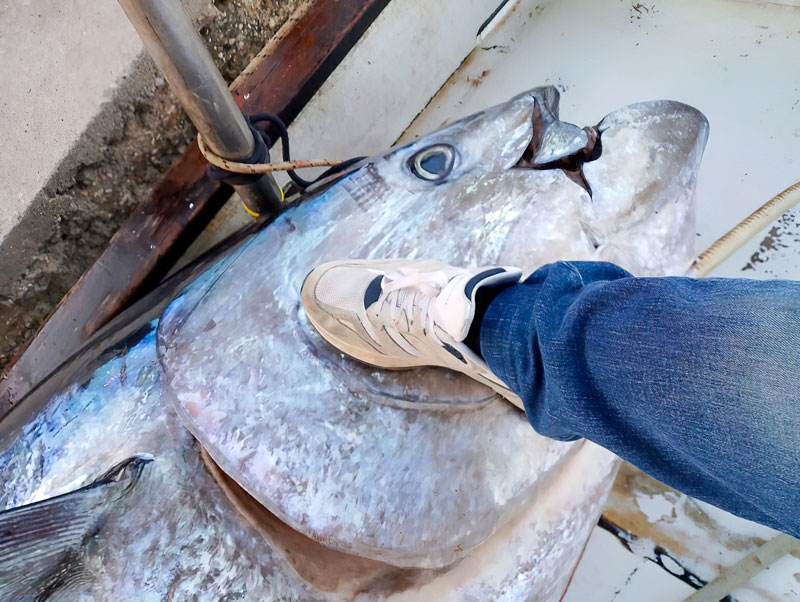 Psari rekor ston Astako psarepsan tono bluefin varous 485 kilon 2