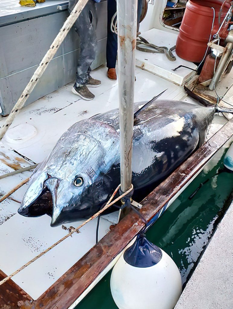 Psari rekor ston Astako psarepsan tono bluefin varous 485 kilon 3