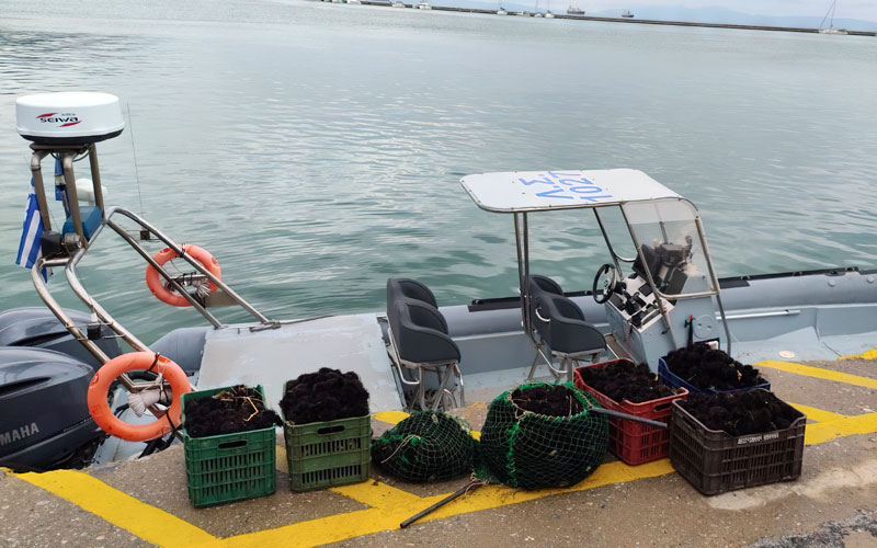 Συντονισμένες επιχειρήσεις του λιμενικού για την καταπολέμηση της παράνομης αλιείας αχινών