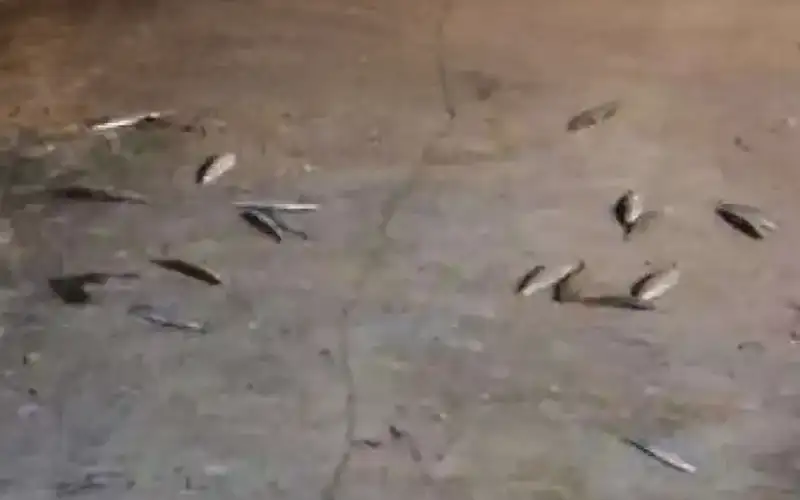 Λύθηκε το μυστήριο με τις νεκρές φρίσσες στην Χαλκίδα