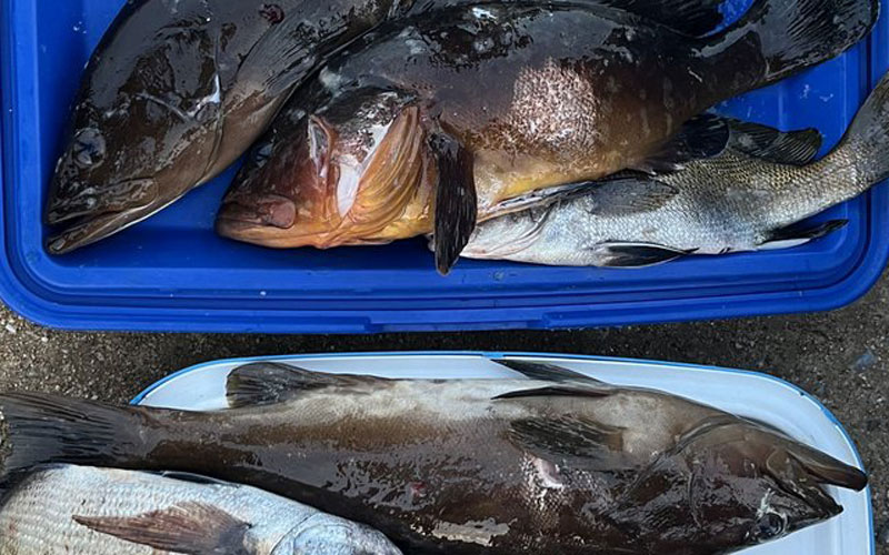 Αλιευτικός έλεγχος στη Νάξο: Σύλληψη και Κατάσχεση αλιευμάτων (ΦΩΤΟΓΡΑΦΙΕΣ)