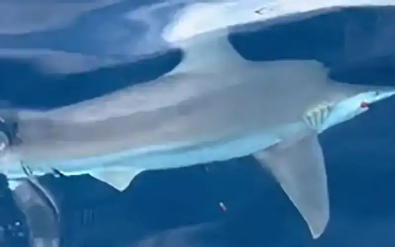 Αντιμέτωπος με καρχαρία μάκο βρέθηκε ψαράς στην Ερμιόνη Αργολίδας