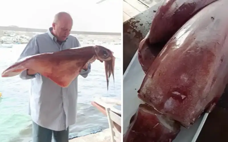 Καλαμάρια – γίγαντες 17 κιλών στα ρηχά της Μυκόνου