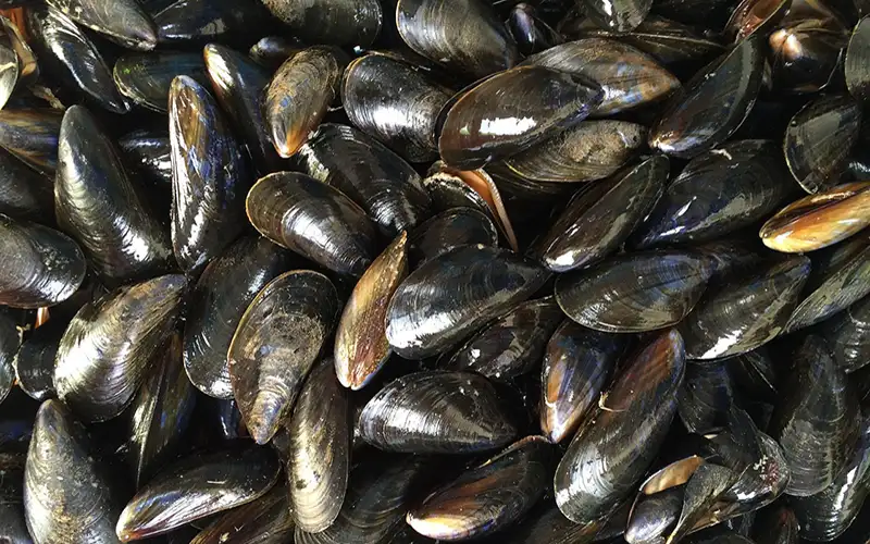 Κατάσχεση ενός τόνου μυδιών από παράνομη μυδοκαλλιέργεια στη Χαλάστρα