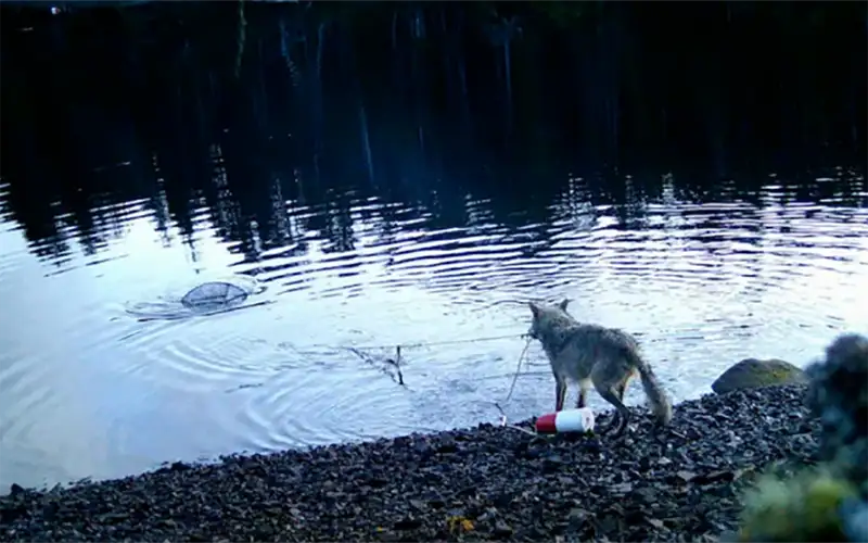 Λύκαινα στον Καναδά ανέσυρε παγίδα για κάβουρες για να τραφεί
