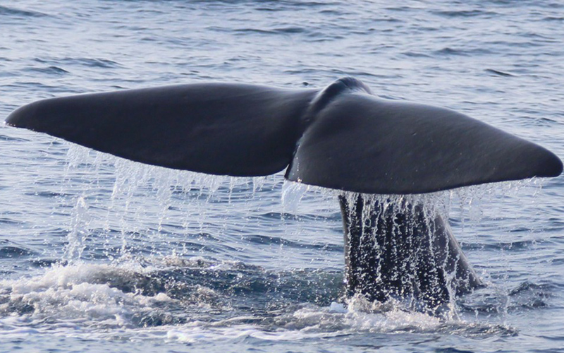 Μεγάλος αρσενικός φυσητήρας εντοπίστηκε στη θαλάσσια τάφρο της Ικαρίας