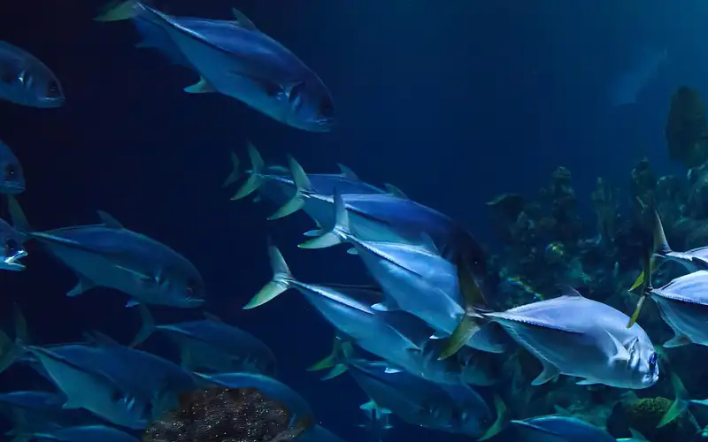 Μεσόγειος: Μείωση της αλιευτικής πίεσης αλλά και σταθερές απειλές για τα μισά είδη