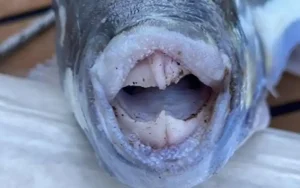 Psarema apo Skafos Image