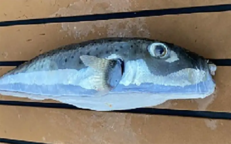 Στη Βουλή η έξαρση λαγοκέφαλων σε Κω–Κάλυμνο: αίτημα για άρση της απαγόρευσης αλίευσης