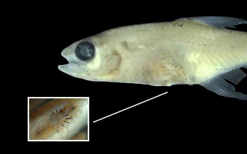 Ανακαλύφθηκε νέο είδος ψαριού στον Αμαζόνιο με πρωτοφανές «πτερύγιο»