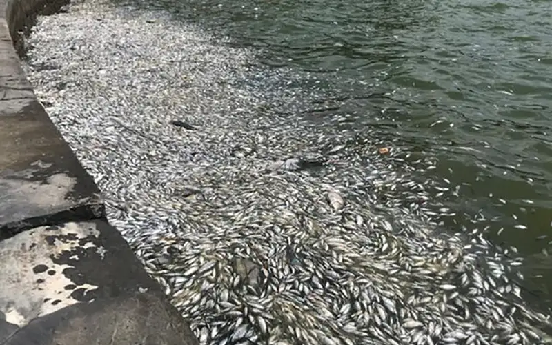 Χωρίς παρακράτηση οι ενισχύσεις για τα «νεκρά ψάρια» στον Παγασητικό