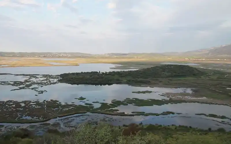 Καμπανάκι στον Αμβρακικό: Βαρέα μέταλλα σε καρχαρίες και σαλάχια