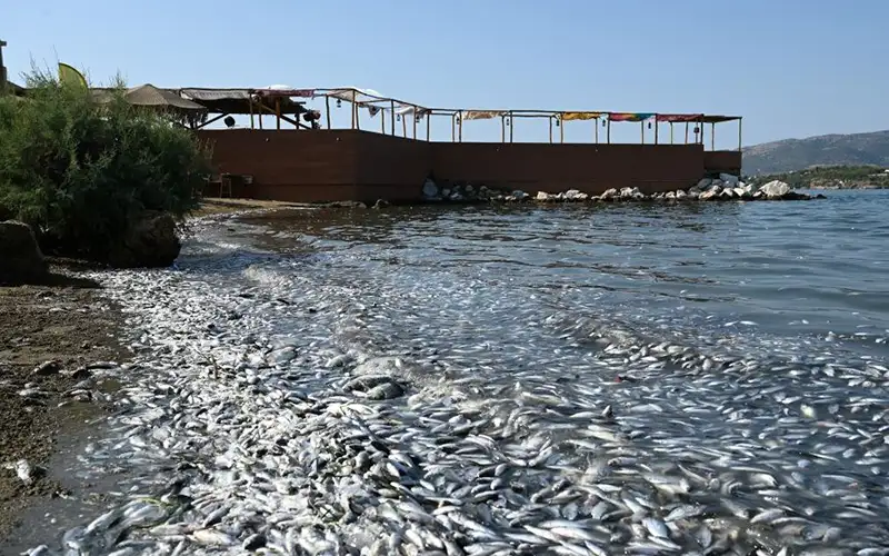Πώς θα γίνει η πληρωμή για τα νεκρά ψάρια του Παγασητικού