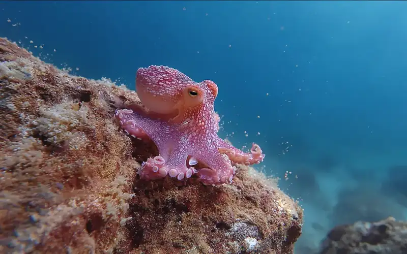 Ρεκόρ σχεδόν χιλιετίας στους πληθυσμούς χταποδιών στη Βρετανία