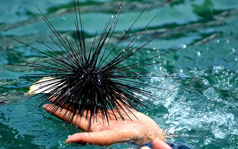 Θαλάσσια πανδημία απειλεί με εξαφάνιση τους αχινούς παγκοσμίως