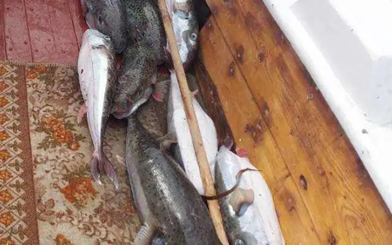 Στην Αθήνα για τους λαγοκέφαλους οι αλιείς της Κρήτης