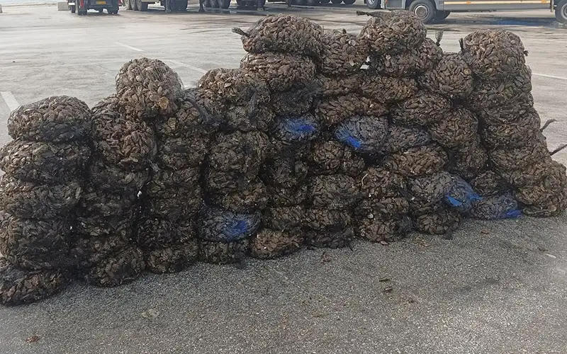 Κατάσχεση άνω των 900 κιλών οστρακοειδών στην Μυτιλήνη