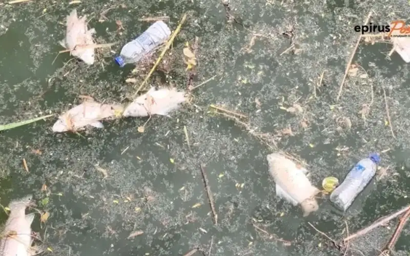 Αντιπαράθεση για τα νεκρά ψάρια στη λίμνη Παμβώτιδα