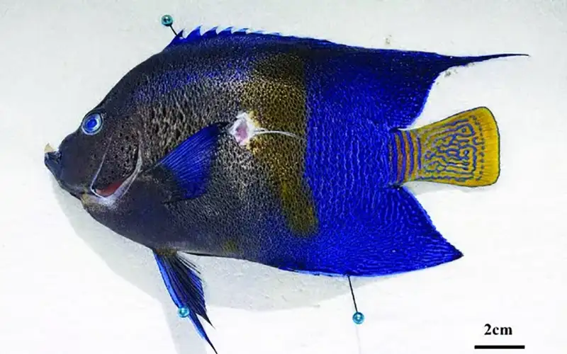 Εξωτικό ψάρι-άγγελος εντοπίστηκε στην Κρήτη