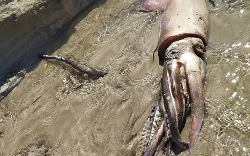 Γιγαντιαίο καλαμάρι ξεβράστηκε σε παραλία της Πάφου